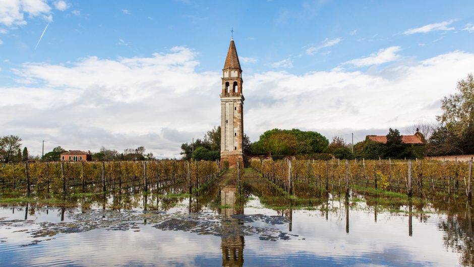 The Ancient Vines of the Venetian Lagoon